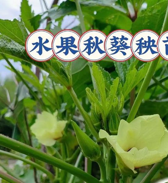 秋葵丝瓜草莓茄子番茄黄,专业的音乐播放平台
