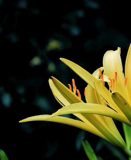 忘忧草视频资源app:能够在线欣赏观看真人秀直播的手机APP最新版V3.9.6_忘忧草视频资源app:能够在线欣赏观看真人秀直播的手机APPAPP下载