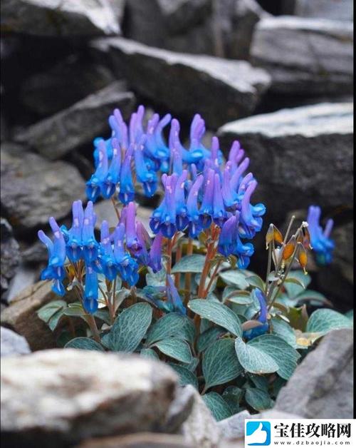 野花日本中文版免费观看精品版界面十分简洁清爽，网友：分类很清晰