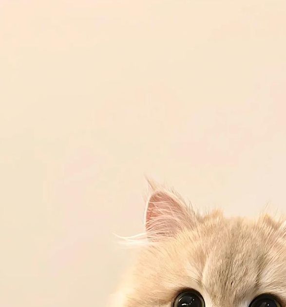 喵咪最新apk,非常有趣的视频观看软件