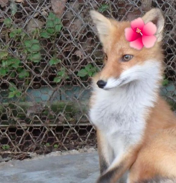 花狐狸下载地址手机版V1.5.9_花狐狸下载地址应用下载