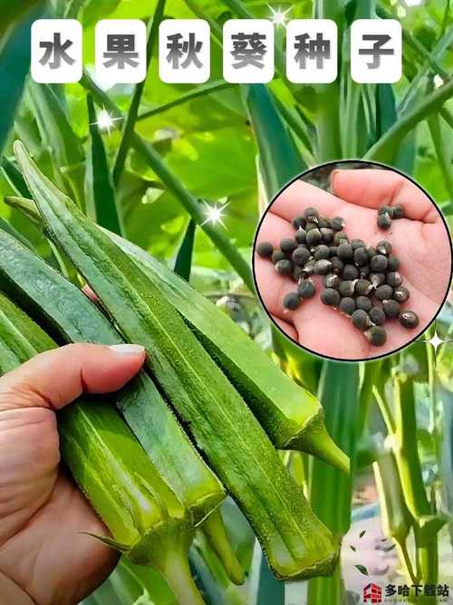 榴莲芭乐vs丝瓜秋葵：哪组食材更能满足家庭健康饮食需求？