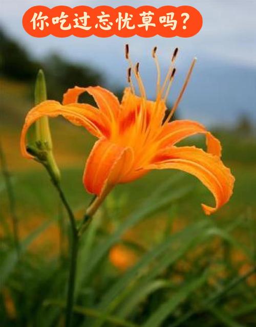 忘忧草WWW韩国最新版V2.8.3_忘忧草WWW韩国应用下载