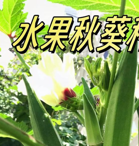 为何秋葵绿巨人免费版如此受欢迎？深度揭秘其核心竞争力