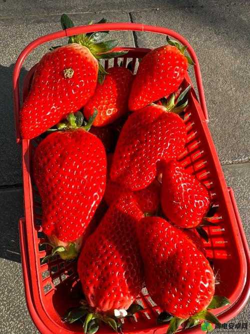 草莓丝瓜香蕉向日葵榴莲18岁污污最新版V6.1.2_草莓丝瓜香蕉向日葵榴莲18岁污污软件下载