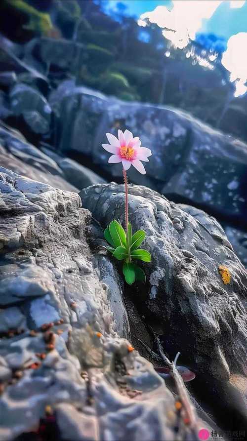 野花社区视频大全高清版免费观看，揭秘自然之美背后的秘密！