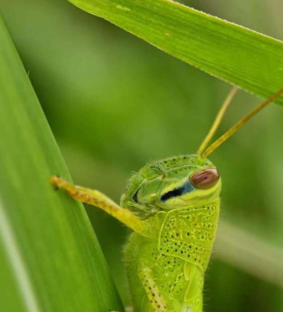 草蜢社区在线播放资源类型丰富，平台：专属定制的！