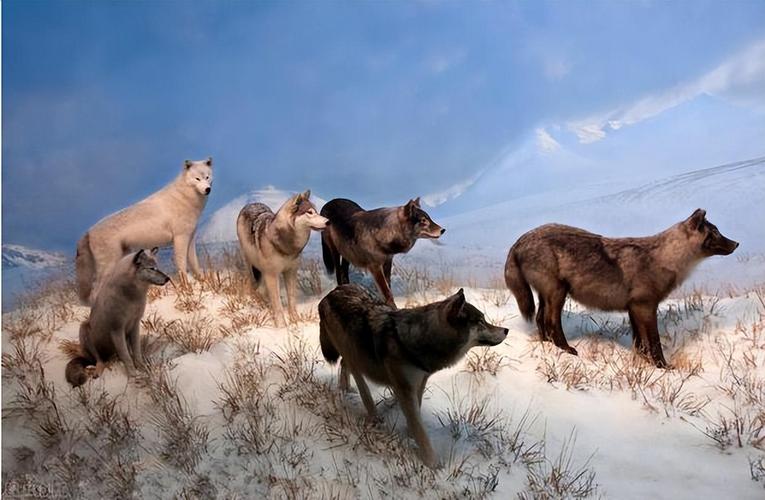 狼群社区视频1.0.2应用V4.8.7_狼群社区视频1.0.2软件下载