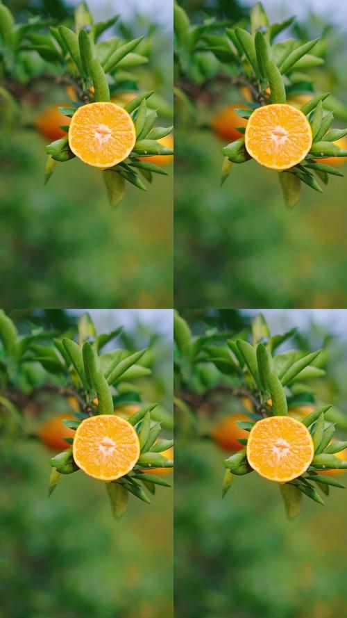 蜜桔视频下载ios手机版V1.3.2_蜜桔视频下载ios最新版下载