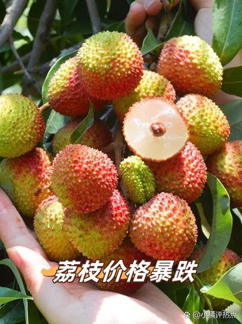 荔枝应用V9.9.9_荔枝安装下载