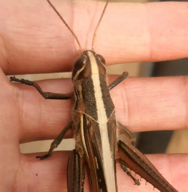 10个草蜢视频中文版必知技巧 - 权威专家亲授指南