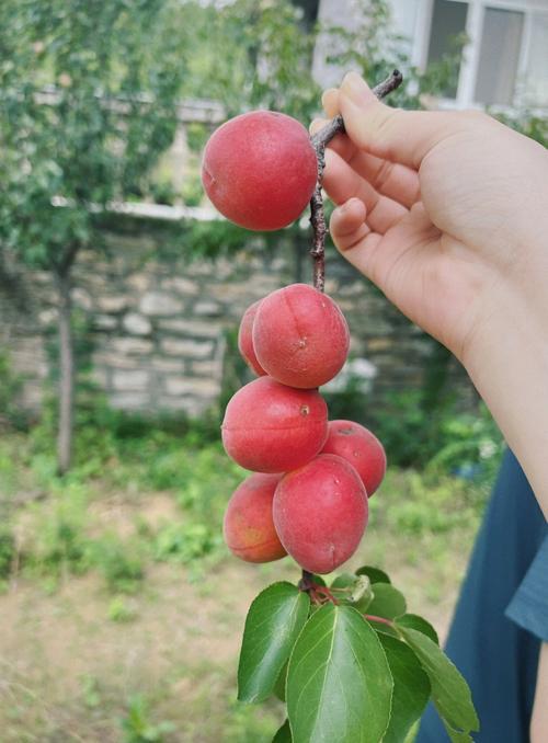 红杏视频,主打社交元素的短视频分享平台 红杏视频,主打社交元素的短视频分享平台