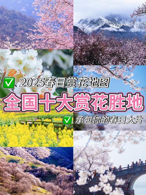 5个最新野花社区视频资源平台，2025年热门推荐与下载指南
