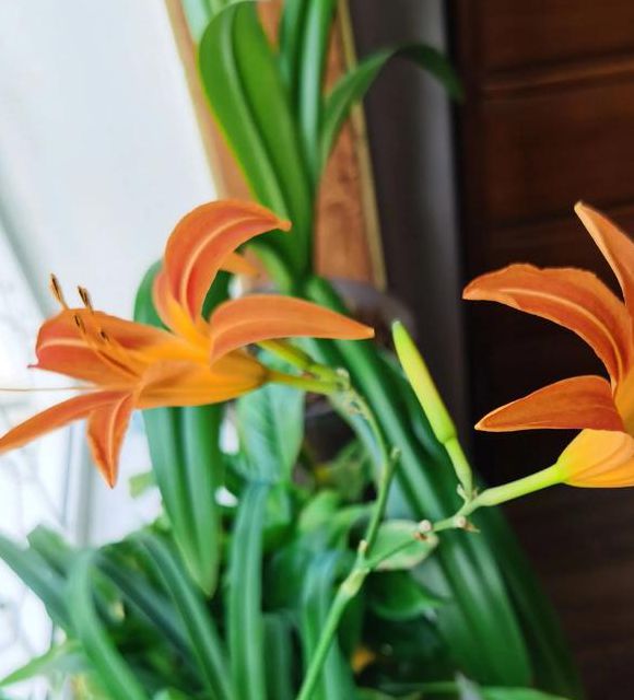 新俏佳人2025忘忧草：揭秘这款神奇植物如何让万千女性重获青春？