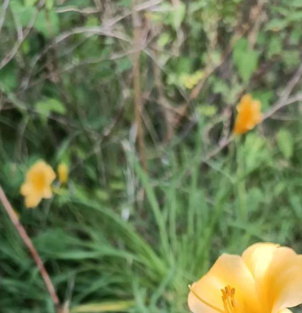 新俏佳人2025忘忧草：揭秘这款神奇植物如何让万千女性重获青春？