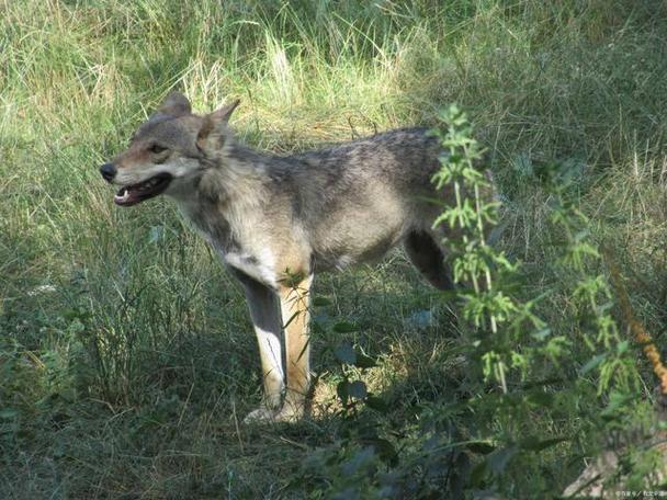 狼群影院1.0.3安卓版最新版V9.5.9_狼群影院1.0.3安卓版软件下载