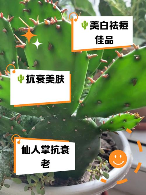 三x短视频仙人掌视频真的能带来健康奇迹吗？揭秘其科学益处和实用技巧