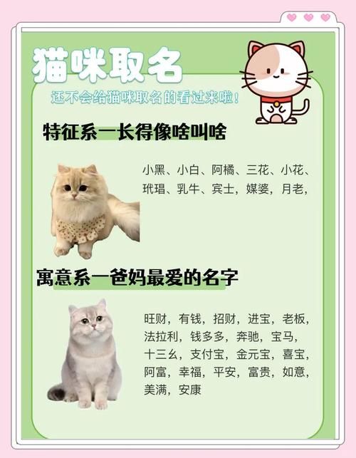 猫咪最新地域网名3336是哪些？如何给你的猫咪起个地域特色昵称？
