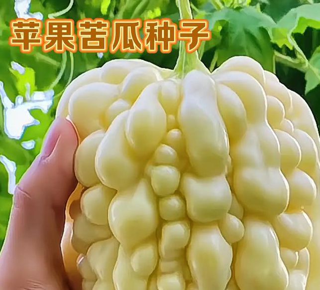 苦瓜无限制观看,在这里享受更多精彩的内容