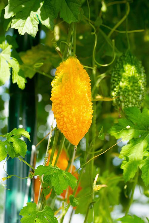 苦瓜无限制观看,在这里享受更多精彩的内容