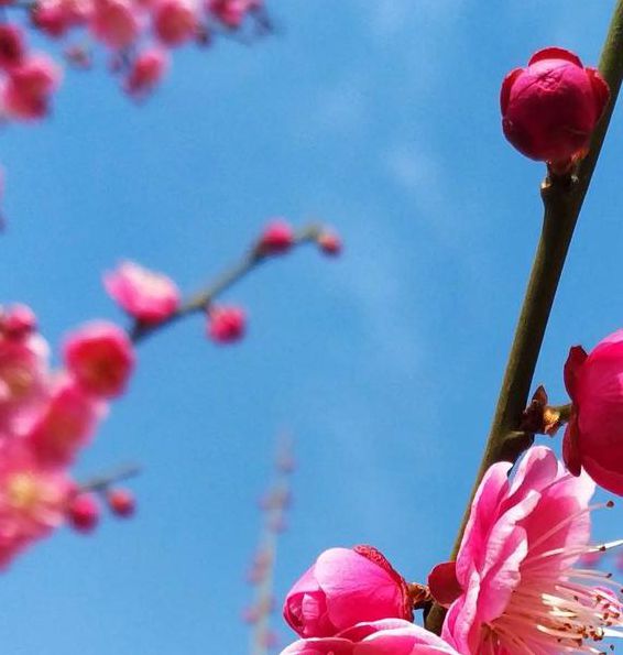 梅花视频不限次数看手机版V7.6.3_梅花视频不限次数看最新版