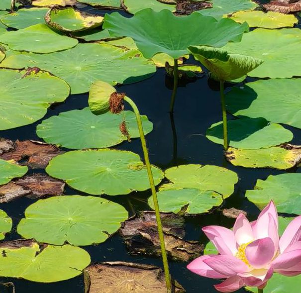 hxsp.tx视频在线观看手机版V7.8.6_hxsp.tx视频在线观看应用下载