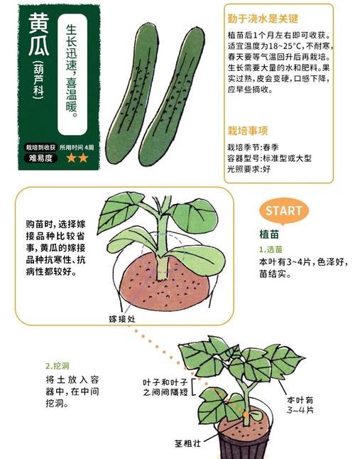 绿巨人蔬菜免费版深度解析：黄瓜丝瓜草莓秋葵的种植秘诀与健康益处