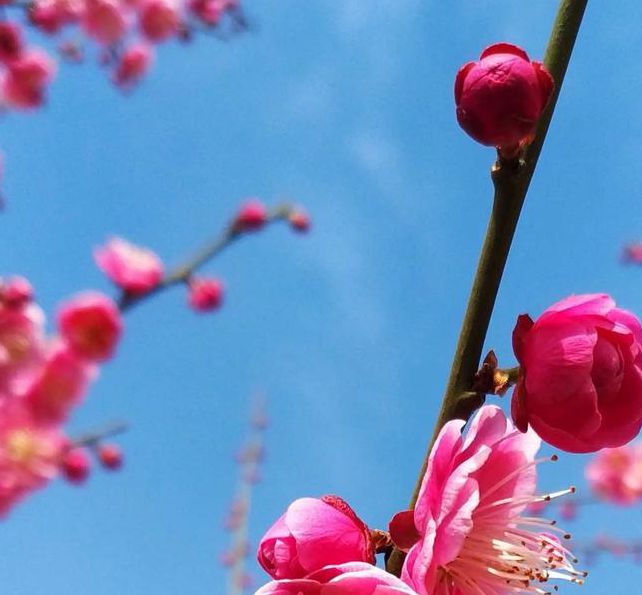 免费下载梅花视频1.0.6安卓版：解锁高清无广告视频，尽享流畅观影乐趣！