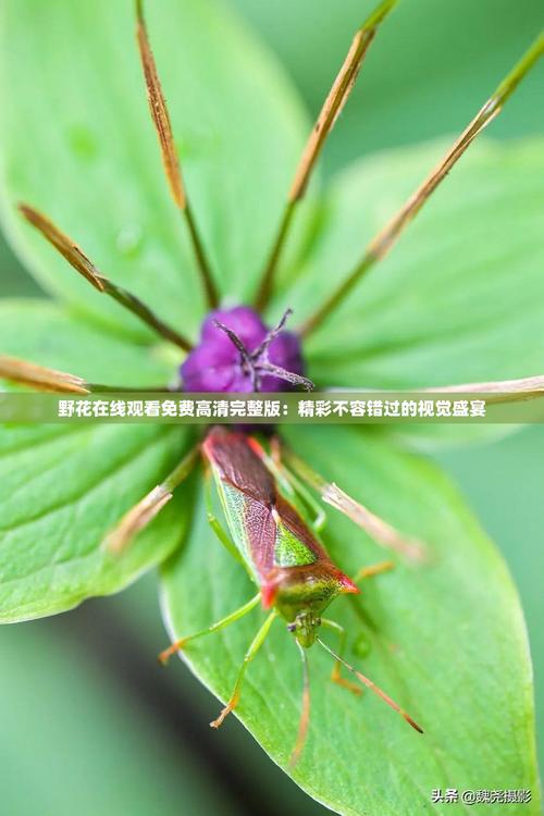 如何免费在线观看高清中文版野花纪录片？