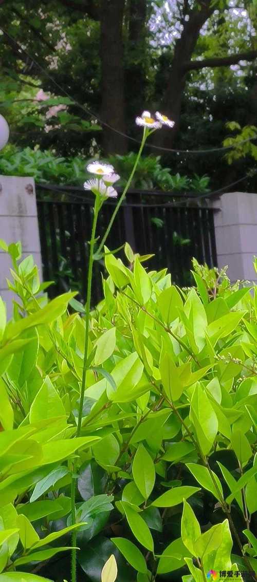 如何免费在线观看高清中文版野花纪录片？