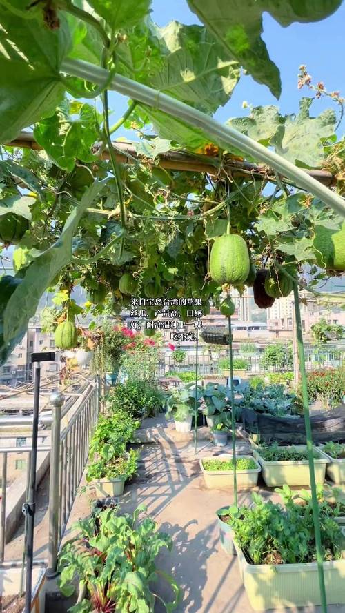 草莓视频无限看丝瓜视频：如何高效在线观看视频？深度解析其优势