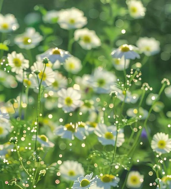 野花视频中文安卓版最新版V5.8.1_野花视频中文安卓版安装下载