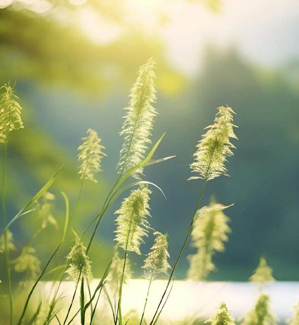 小草一二三四区乱码高清版手机版V7.3.6_小草一二三四区乱码高清版最新版下载 小草一二三四区乱码高清版手机版V7.3.6_小草一二三四区乱码高清版最新版下载