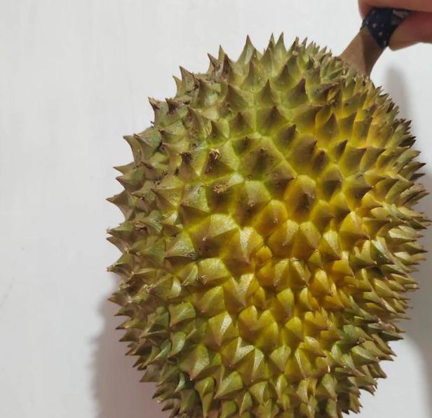 榴莲.combo3.0深夜释放自己下载最新版V7.7.6_榴莲.combo3.0深夜释放自己下载APP下载