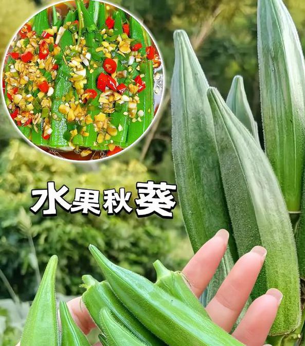 菠萝蜜app汅api免费秋葵免费观看手机版V1.5.2_菠萝蜜app汅api免费秋葵免费观看最新版下载