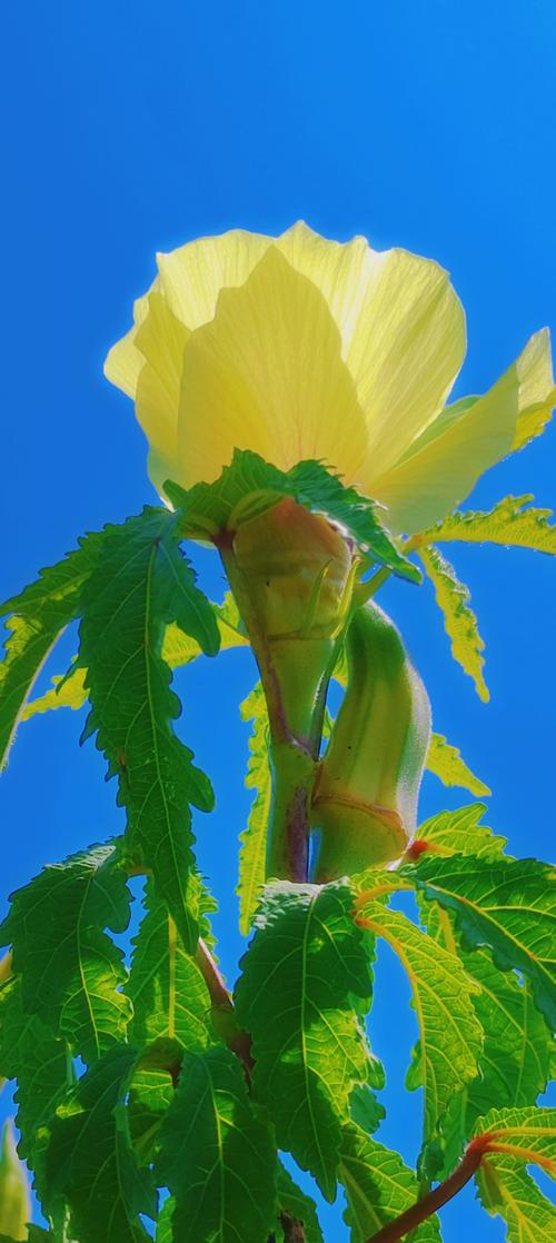 菠萝蜜app汅api免费秋葵免费观看手机版V1.5.2_菠萝蜜app汅api免费秋葵免费观看最新版下载