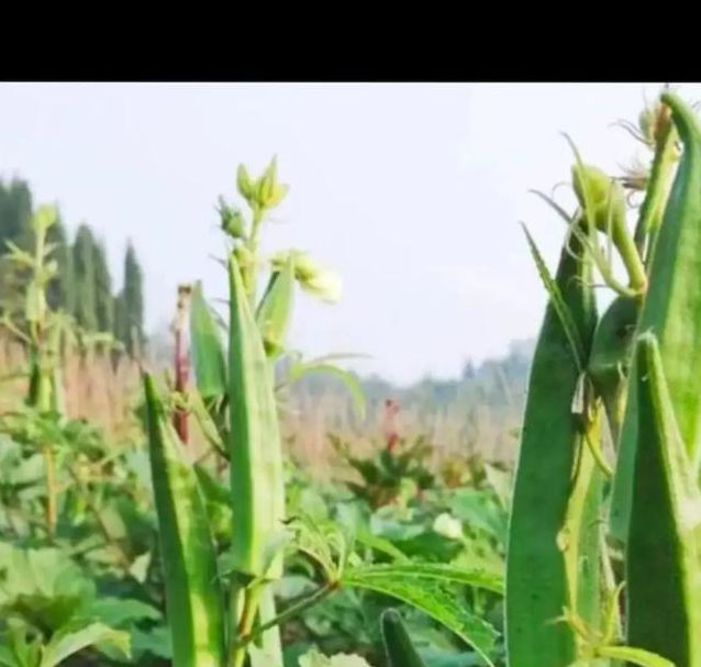 菠萝蜜app汅api免费秋葵免费观看手机版V1.5.2_菠萝蜜app汅api免费秋葵免费观看最新版下载