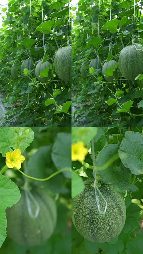 哈密瓜视频app懂你更多手机版V6.3.3_哈密瓜视频app懂你更多应用 哈密瓜视频app懂你更多手机版V6.3.3_哈密瓜视频app懂你更多应用