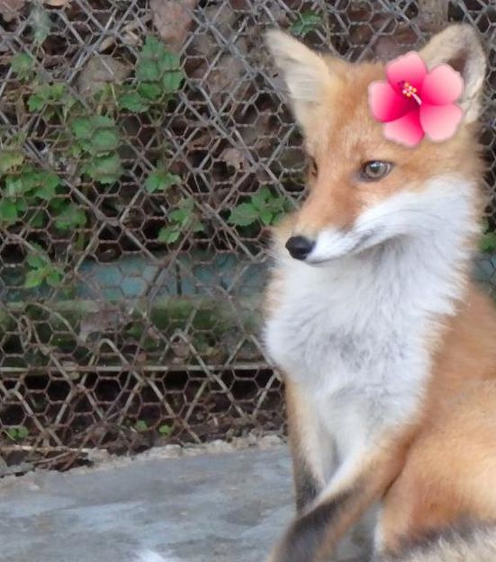 花狐狸下载地址手机版V6.5.2_花狐狸下载地址最新版下载