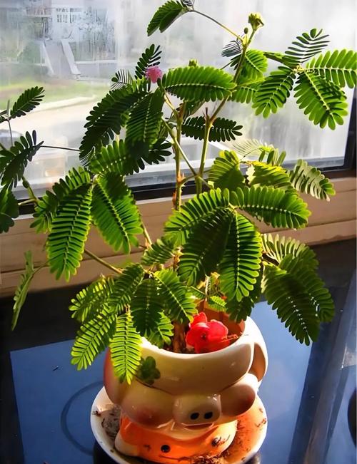 一天能看三次的含羞草实验研所新增多条线路，网友：播放永不卡顿