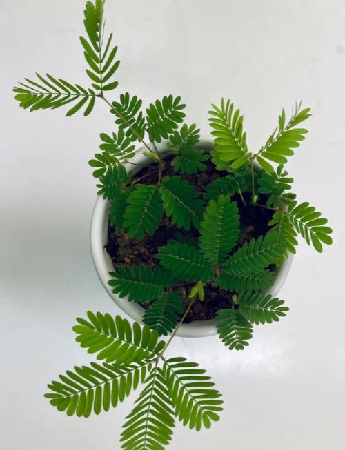 一天能看三次的含羞草实验研所新增多条线路，网友：播放永不卡顿