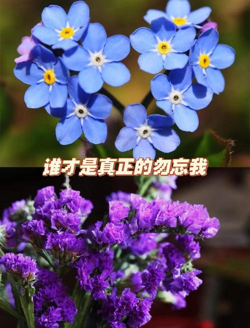 勿忘我在线视频m手机版V6.9.6_勿忘我在线视频m最新版下载 勿忘我在线视频m手机版V6.9.6_勿忘我在线视频m最新版下载