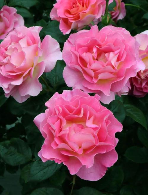 花季在线天堂的独特魅力：揭秘3个核心优势，让你重新认识！