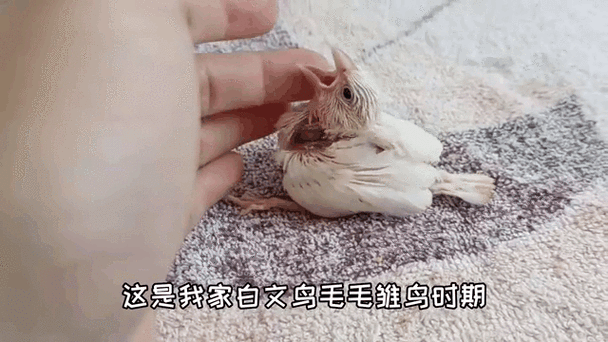 雏鸟短视频圆你一个梦,高颜值主播的软件