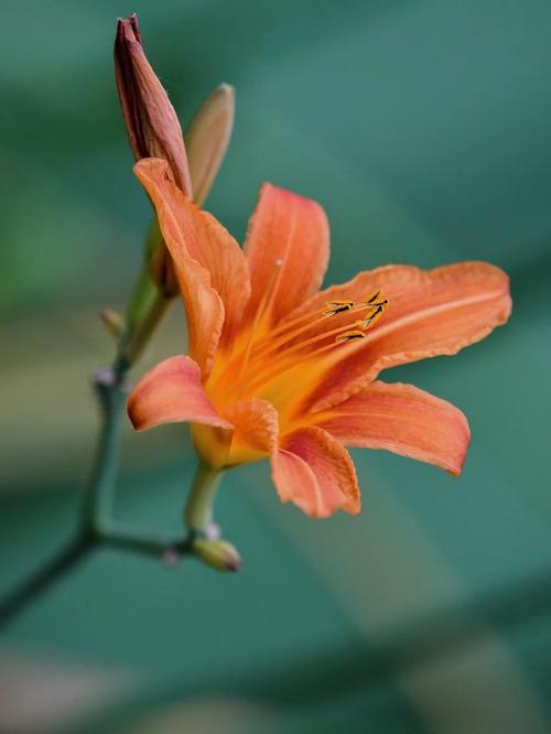 忘忧草三点在线手机版V6.4.3_忘忧草三点在线应用下载