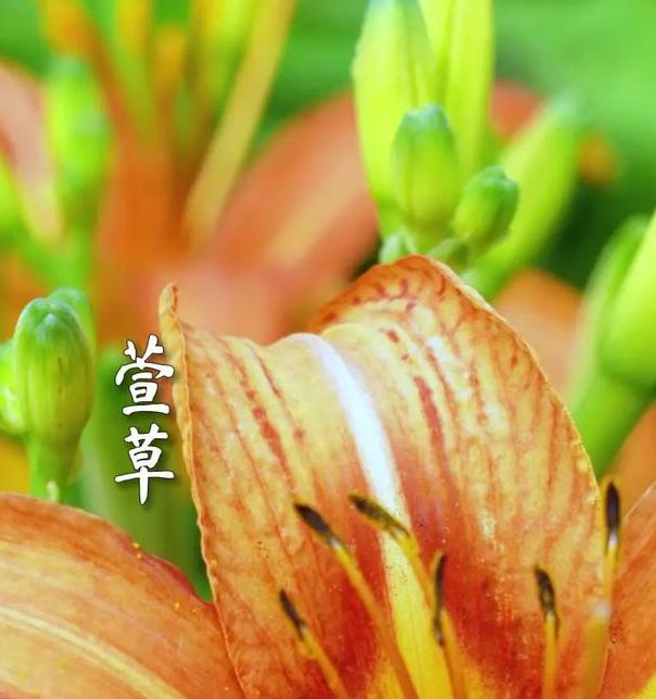 忘忧草三点在线手机版V6.4.3_忘忧草三点在线应用下载