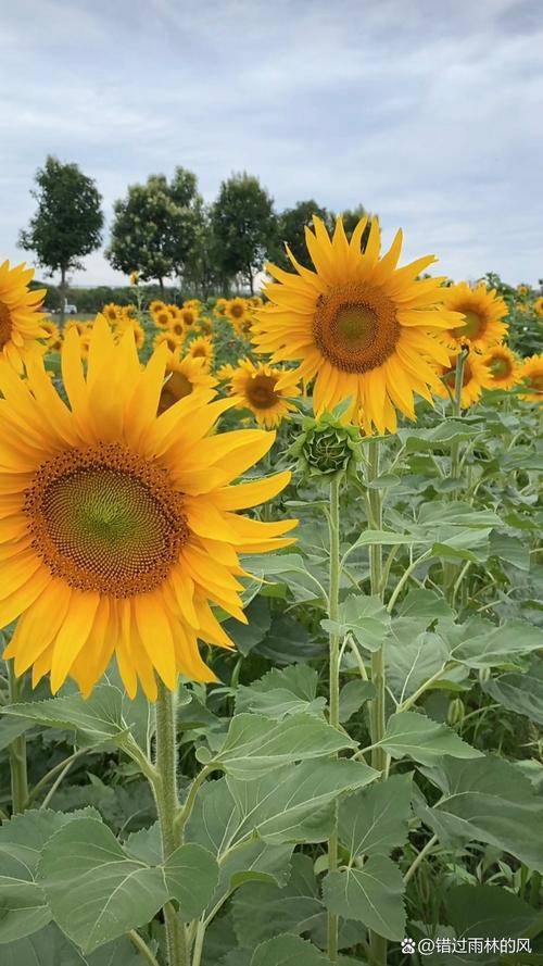 向日葵combo2.0深夜释放自己下载手机版V7.2.6_向日葵combo2.0深夜释放自己下载安装