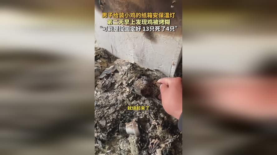 蜜芽仙踪林老狼信息曝光?揭秘背后不为人知的真相! 蜜芽仙踪林老狼信息曝光?揭秘背后不为人知的真相!