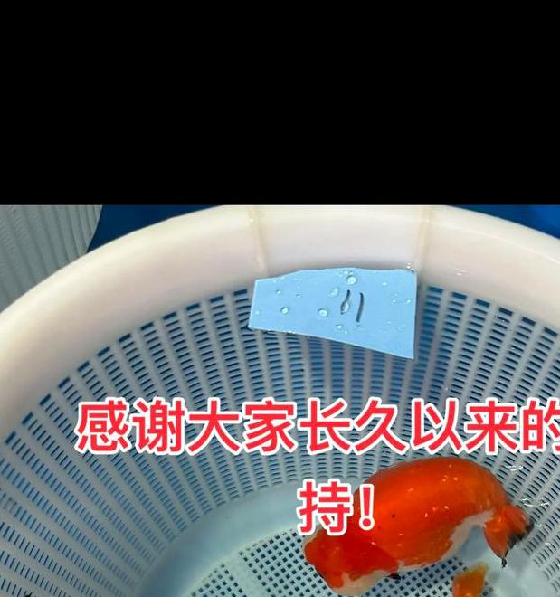 金鱼直播1.0.5安卓版的高效解决方案：如何快速提升直播体验？