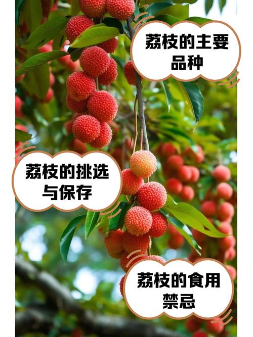 荔枝视频在线观看免费最新版V3.3.3_荔枝视频在线观看免费应用